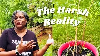 The HARSH Reality of Growing in Containers!