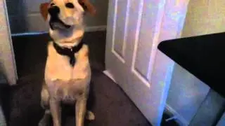 Dog loves popcorn