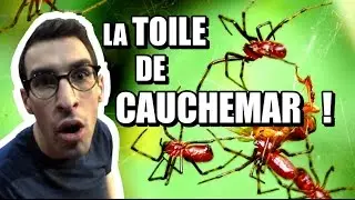 LA TOILE DE CAUCHEMAR ! - Max Bird Safari #2