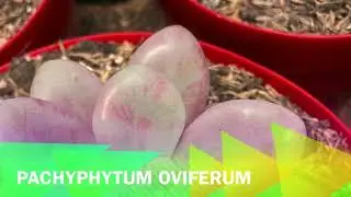 Reproducción de la suculenta piedra de Luna