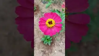 So many flowers in my garden #subscribemychannelandpressbellicon