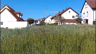 Mein Vorort. 10.05.2023. (Мой пригород)