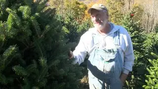 &lsquo;Changed the landscape forever&rsquo;: Avery County Christmas tree farmers hit hard by Helene