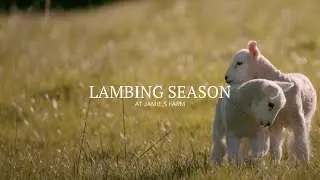 LAMBING SEASON - JAMIES FARM