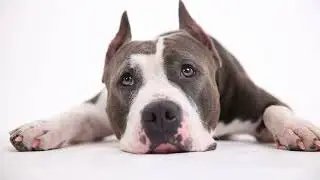 GUIDE ON HOW TO BREED AMERICAN BULLY