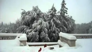 Neve a Bologna e San Luca 02 febbraio 2012