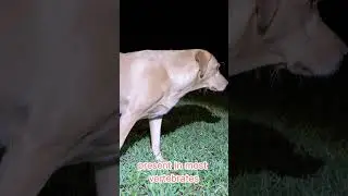 Могут ли собаки видеть в темноте? 🐶 Вся правда о зрении собак #Shorts