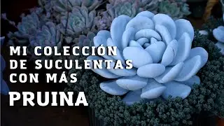 🌱Mi colección de suculentas con más pruina🌱💚