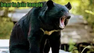 bear in jain temple coonoor/Nilgiri news 2022/Nilgiri hill/tour guide with places/2022