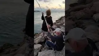 Nokomis North Jetty.  Fishing and releasing a Bull Shark.