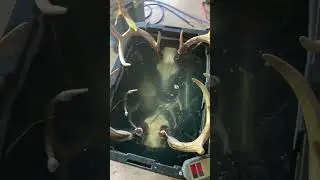 Degreasing some skulls.  Full length video coming soon.
