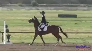 031S Jolie Wentworth Open Intermediate Stadium Jumping Twin Rivers Ranch March 2013