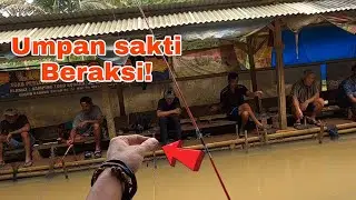 Joss.!! Lomba mancing ikan Nilem/melem pake umpan jitu dan sakti.