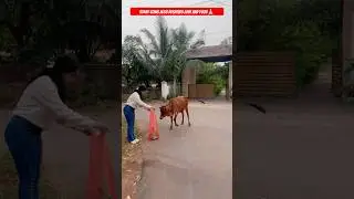 Stray cows Also Deserves Love And Food🙏🏻#strayanimals #feed #cow #viral #shorts