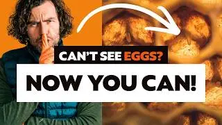 How to Find Bee Eggs – Why You Cannot See Them and How to Check If Your Queen Is Laying