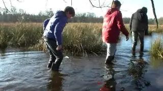 Binken in het moeras