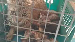 Mom Cat Is Trying To Escape She is Stray Cat And Wants To Be On Roads