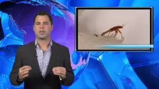 Arizona Pest Control Company on History Channel