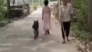 Dogity not Humanity': Dog removes obstacle from blind man's way, viral video wins internet