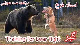 Gultair Dog  in training  for bear fight. high Quality Gultair Dog Amazing dog