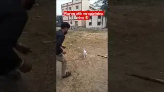 playing with my cute lebra dog 🐶#shorts #shortvideo #youtubeshorts #dog
