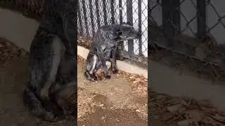His pain is unpredictable 💔#dogrescueshelter #rescuedandloved #adoptdontshop
