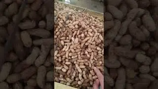 jajan kacang rebus di pemkot cimahi