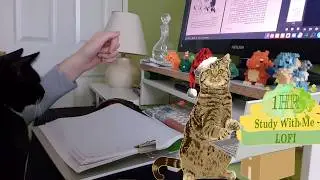 EP77📚1HR Lofi FRENCH A1A2 conversation practice. study with cat [COZY RAIN ASMR] NO Pomodor