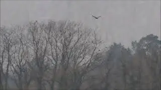 Marsh Harrier hunting Marsh Frogs