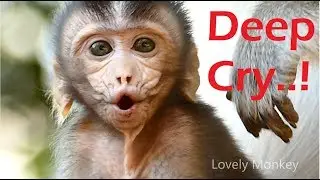 PART2! Baby Tobais Jumping From The Rock Hit The Ground | Baby Tobais Deep Cry With Mouth Injuries..