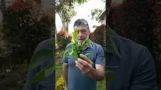 Suelda con suelda una planta muy &uacute;til en la granja