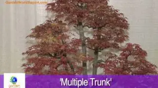 Bonsai Trees Popular Forms and Styles