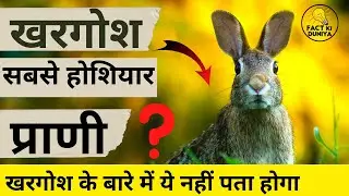 खरगोश के बारे में रोचक तथ्य हिंदी में | Amazing Facts About Rabbit In hindi #factkiduniya