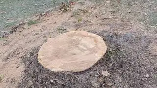 Tree Removal September 18 2025