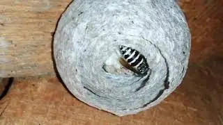 Queen Dolichovespula adulterina in the nest Dolichovespula saxonica (20.06.2021)