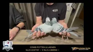 LOT 2 EXTRA INFO COMB POTTEN & LAENEN