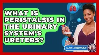 What Is Peristalsis In The Urinary System's Ureters? - All About Anatomy Answers