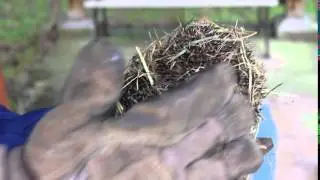 Hibernating hedgehog - is my hedgehog dead or alive?