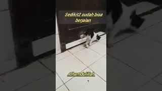 Kucing sakit saraf kondisinya sekarang #shorts @kucinggblgembul8844