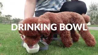 Indiegogo : GoGoLeash, All-in-One Dog Smart Leash and Collar System