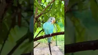 #catgames #birdchase #catvideo #catlovers #funforcats #catrelaxation #engagingvideo