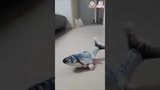 Moving Fish Cat Toy Review LOL Bella,Harry #Shorts