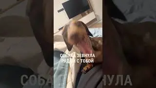 Используем зубную пасту со вкусом говядины с вб #WW299715