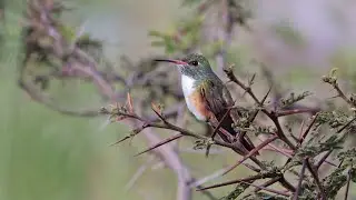 Birding Ecuador Part 2011 4k, Part 15: Vilcabamba - Cerro Toledo -  Tapichalaca (Feb 20)