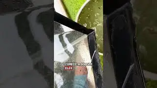 Reprodu&ccedil;&atilde;o Molinesia black