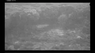 Shark Cam 20.6.16 Sea urchin rolling