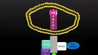 PicScience TNFR Death Receptor