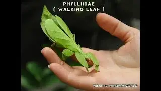 Miracle Of God, Walking Leaf ( Phylliidae )