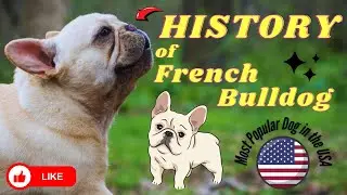 A Brief History of French Bulldog - From Bull-Baiting to Beloved Companion | The Fame Files