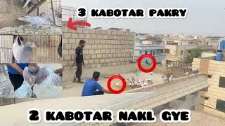 3 kabotar pakry Full video @shehrmaindihat @itspigeonlover 24 December 2025